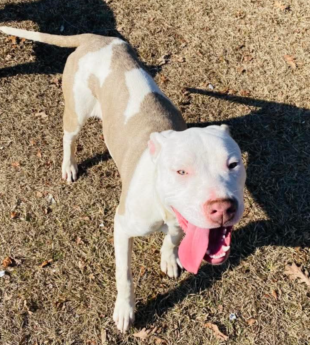 🐶❤️🐶 A rescue story for the New Year  🐶❤️🐶  