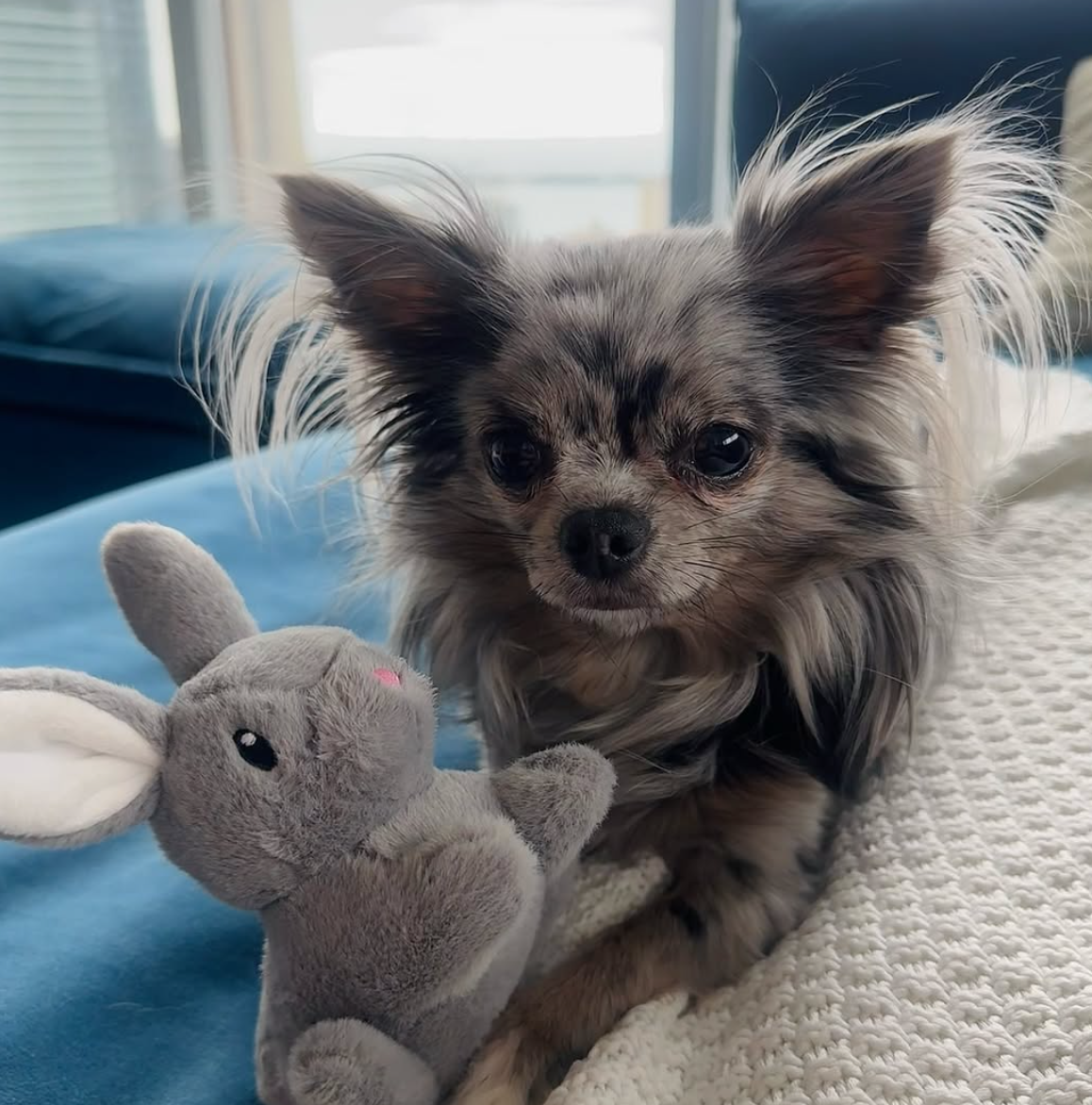 🐶❤️🐶 What is the world's smallest dog breed? 🐶❤️🐶 