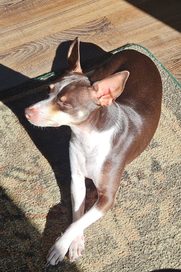 🐶❤️🐶 Are stairs or a ramp better for senior dogs? 🐶❤️🐶 