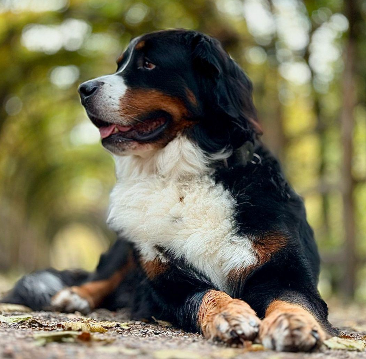 🐶❤️🐶 You have to see this handsome pup! 🐶❤️🐶   