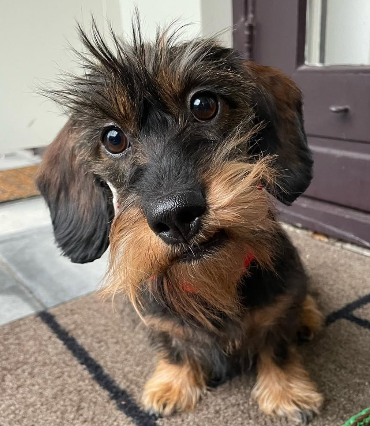 🐶❤️🐶 You have to see the adorable pup! 🐶❤️🐶 