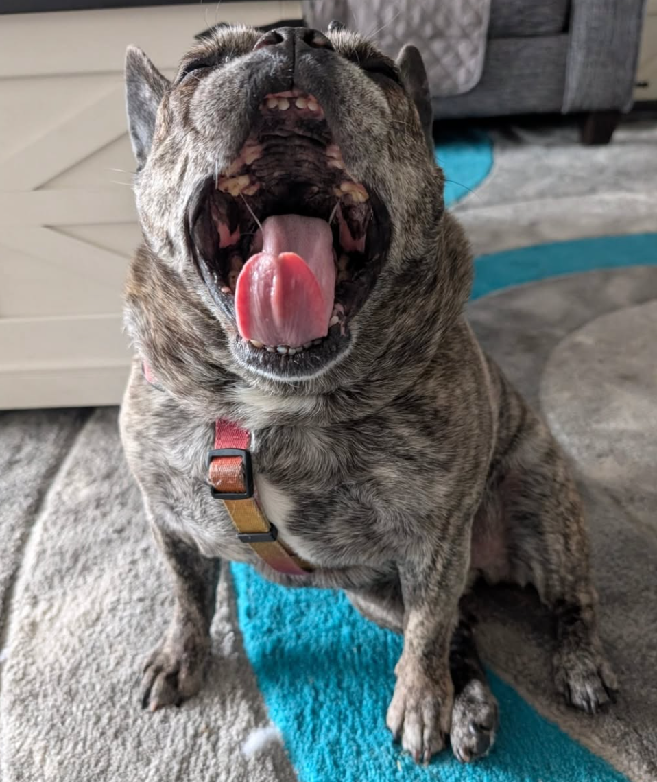 🐶❤️🐶 Myth Busting: Do Dogs Yawn When They're Tired? 🐶❤️🐶 