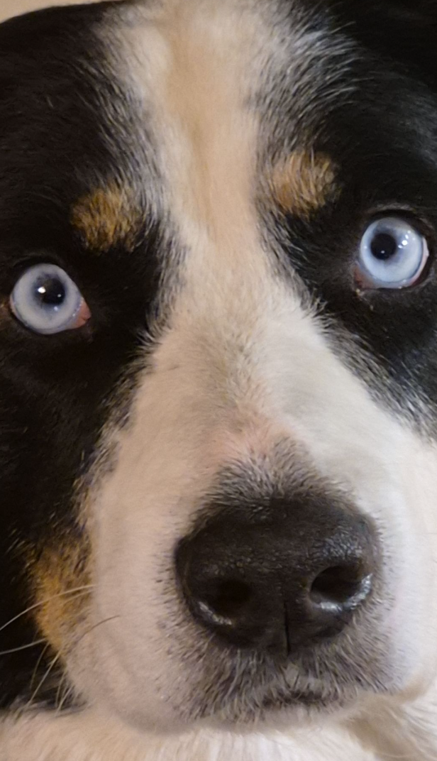 🐶❤️🐶 How to keep your dog safe on walks in dangerously cold temperatures 🐶❤️🐶  