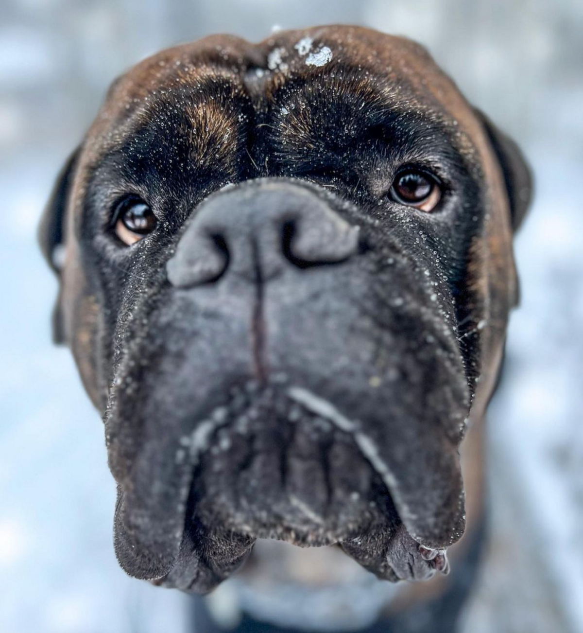 🐶❤️🐶 This pup has questions! 🐶❤️🐶  