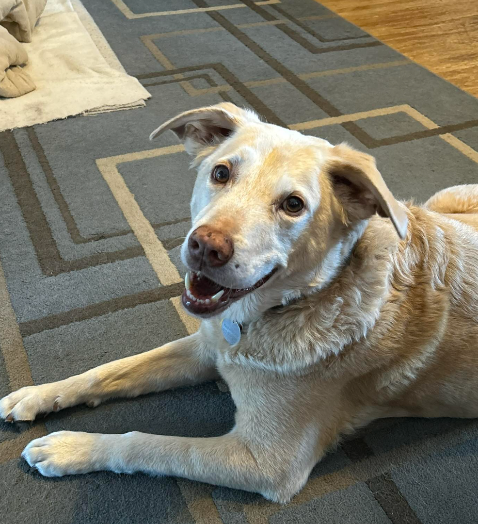 🐶❤️🐶 What do dogs hear when we talk? 🐶❤️🐶