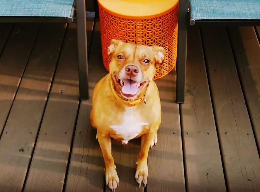 🐶❤️🐶 What are the best outdoor activities for dogs? 🐶❤️🐶 