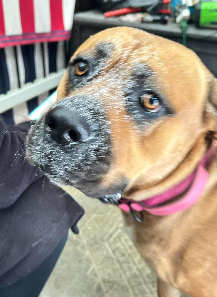 🐶❤️🐶 What do dogs love most? 🐶❤️🐶 