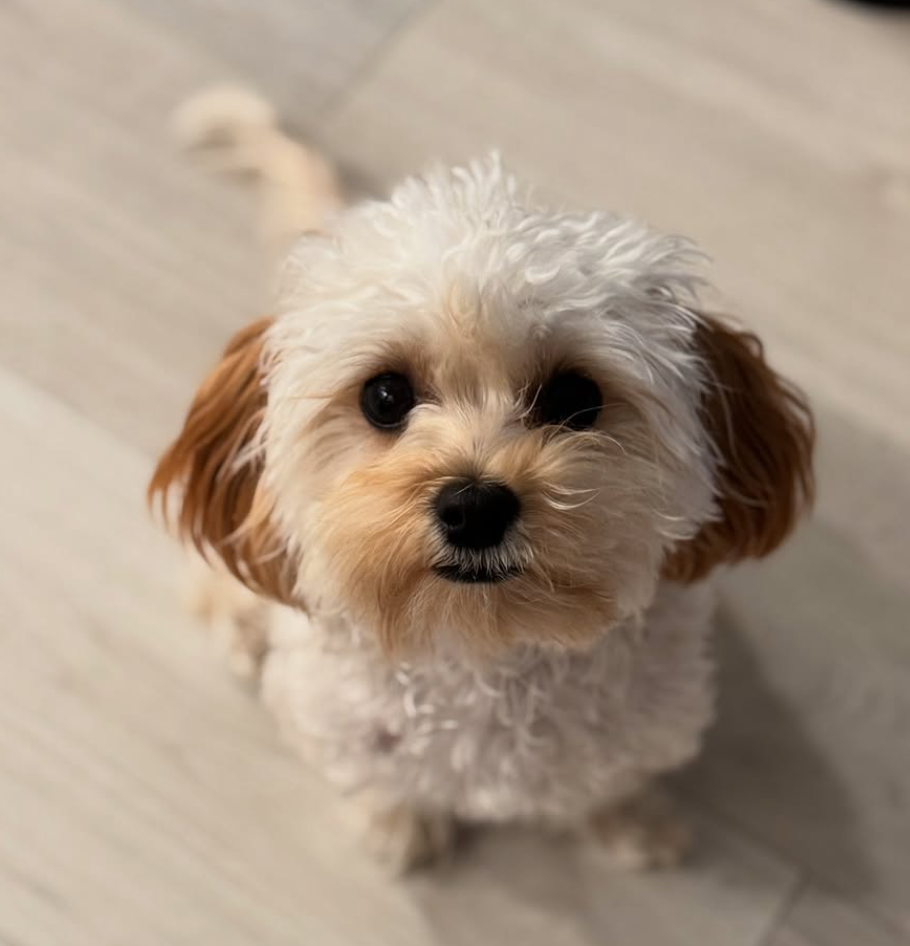 🐶❤️🐶 Why do dogs continually lick the floor? 🐶❤️🐶 