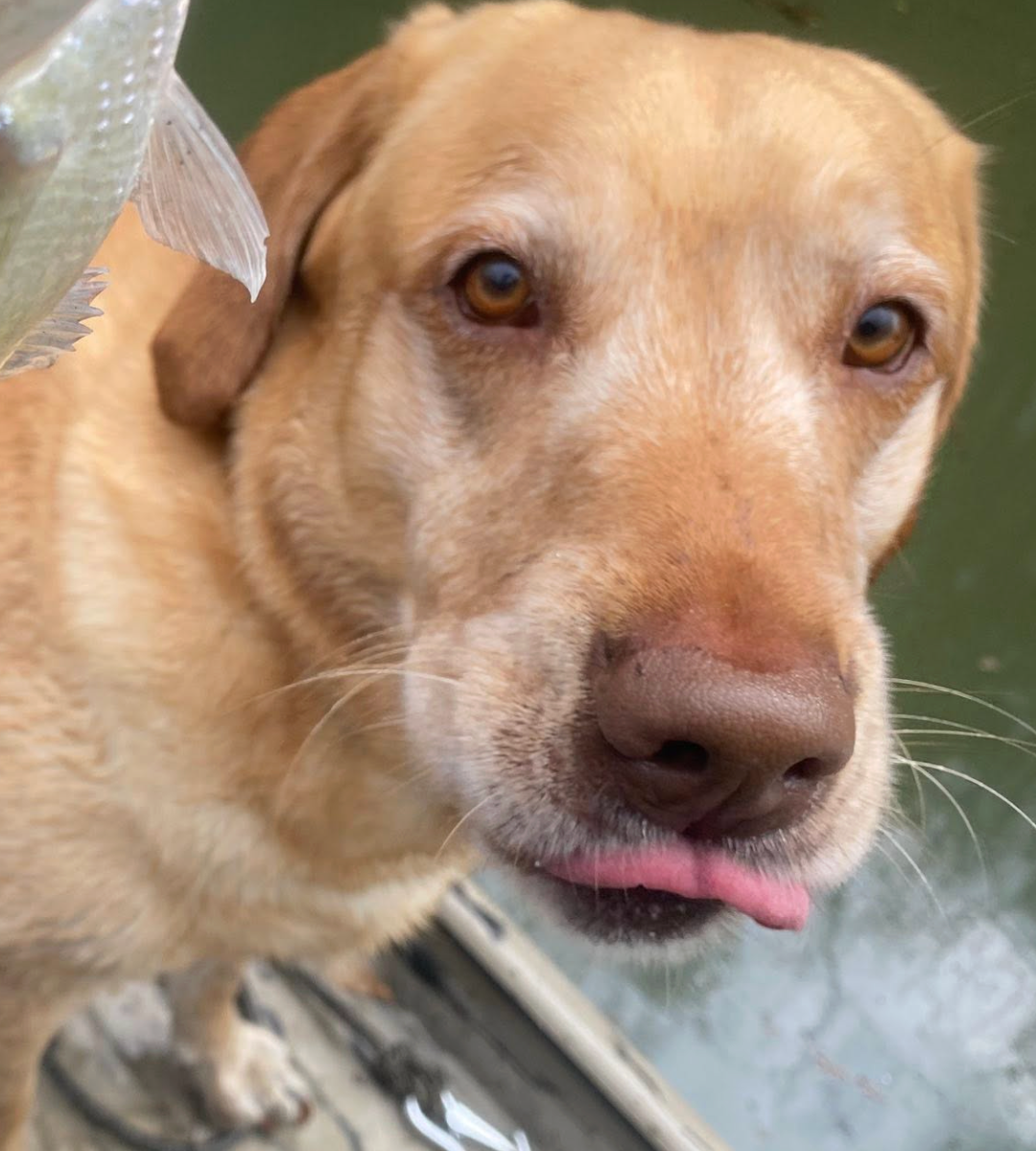 🐶❤️🐶 How do dogs say "sorry"? 🐶❤️🐶