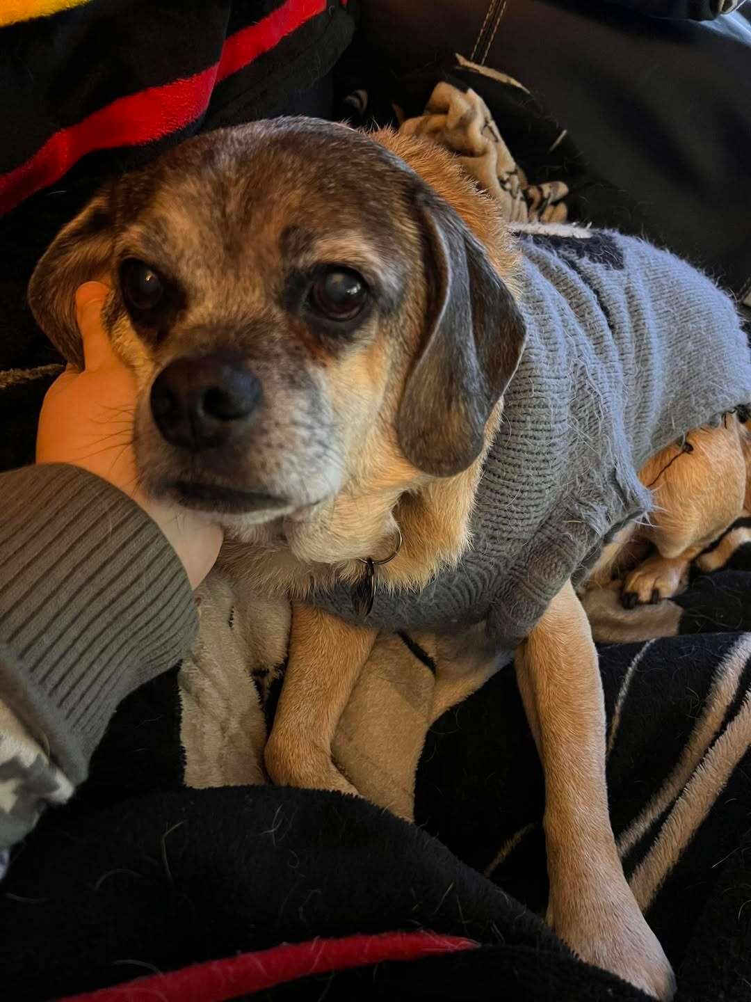 🐶❤️🐶 Do dogs forgive us after we scold them? 🐶❤️🐶 