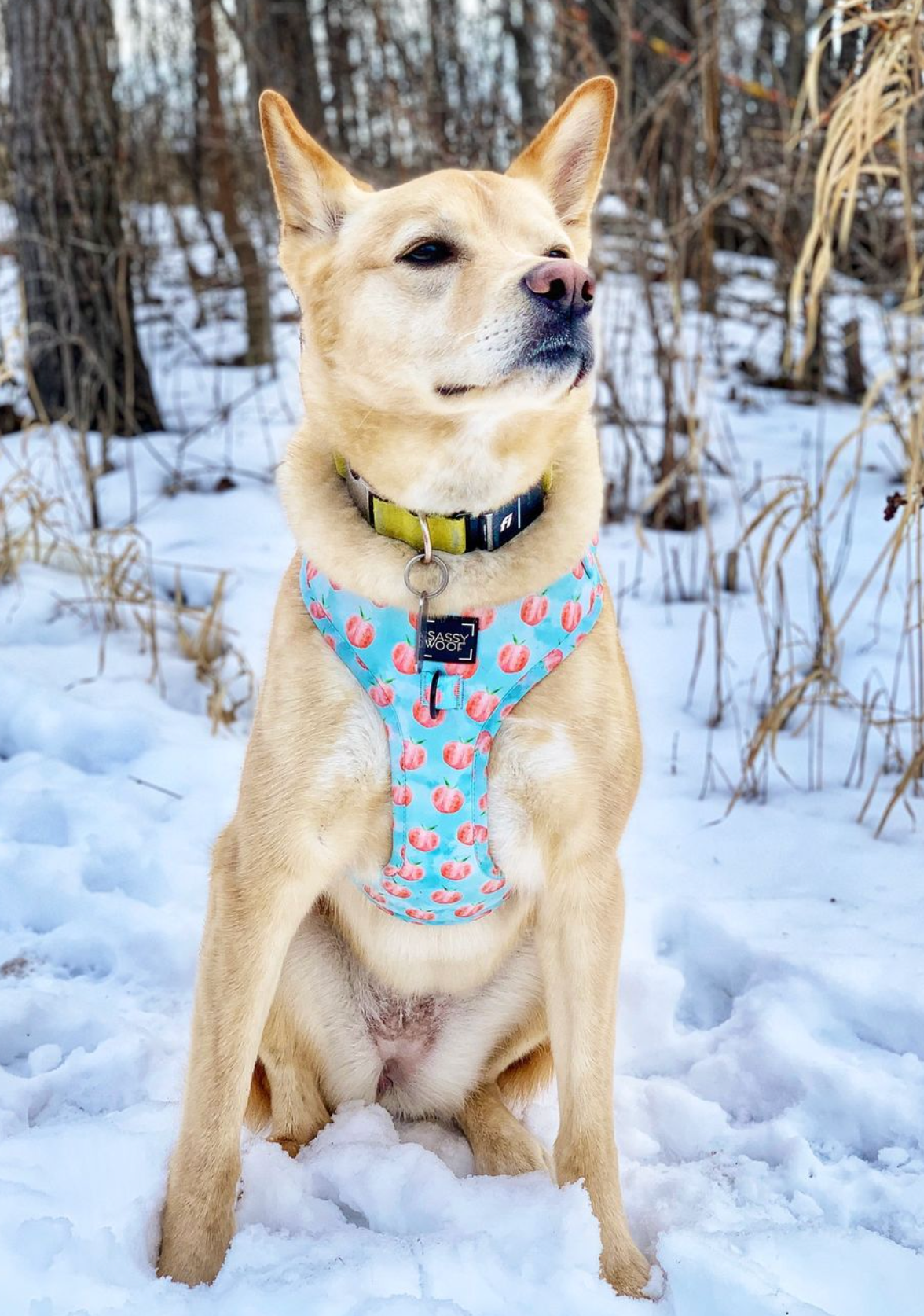 🐶❤️🐶 What are the signs of a happy dog? 🐶❤️🐶