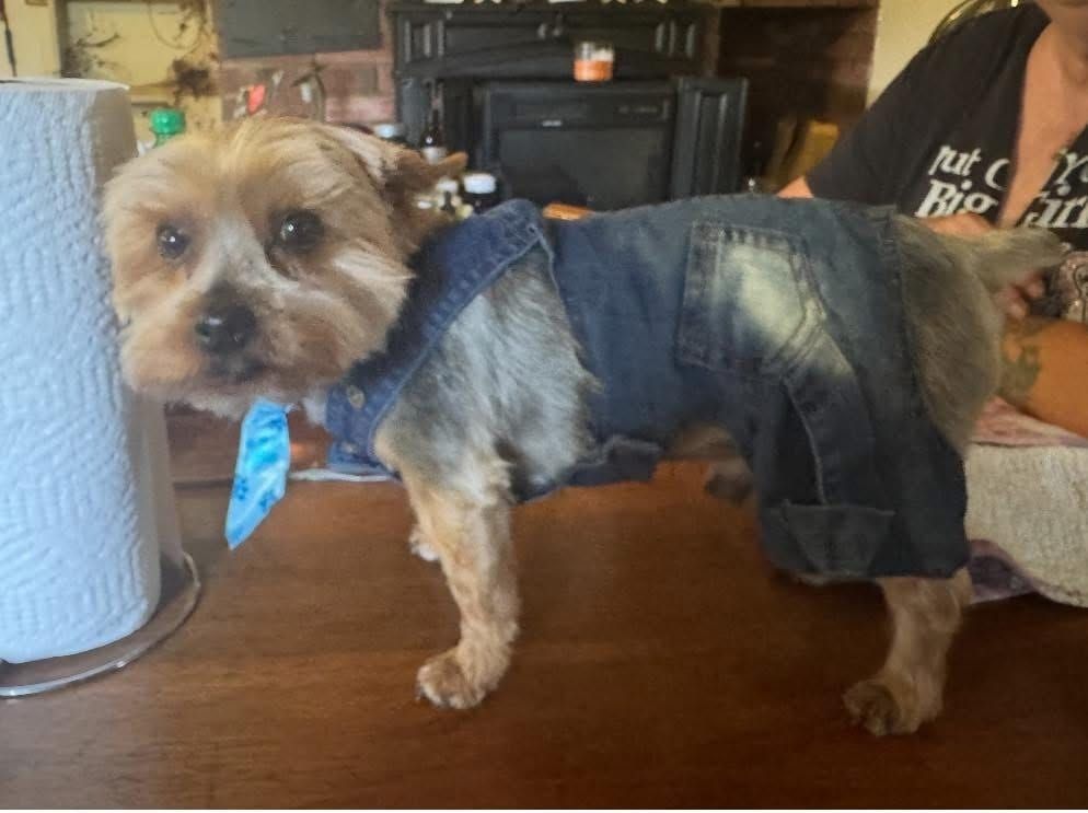 🐶❤️🐶 Do elderly dogs get the zoomies? 🐶❤️🐶