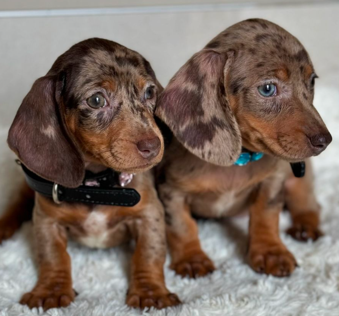 🐶❤️🐶 You're going to love Kimchi and Nola! 🐶❤️🐶