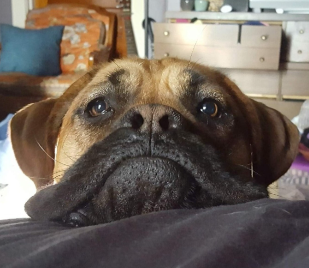 🐶❤️🐶 Why do dogs randomly lick us? 🐶❤️🐶