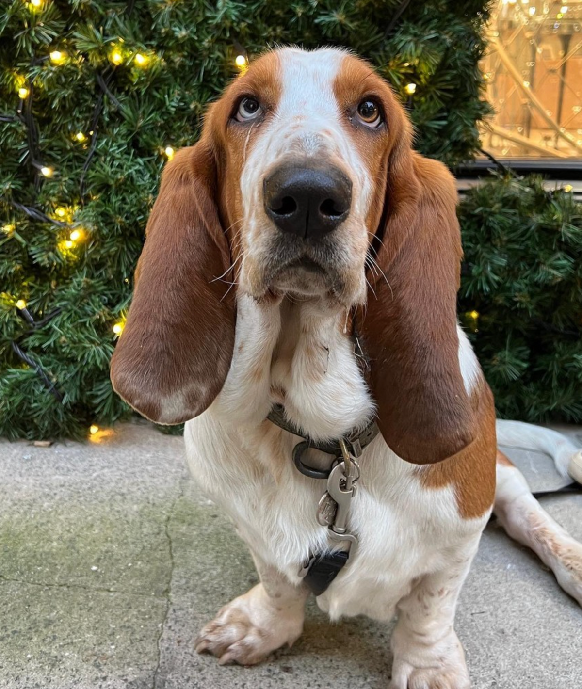 🐶❤️🐶 This is clearly a very good boy! Score: 12 out of 10 🐶❤️🐶 