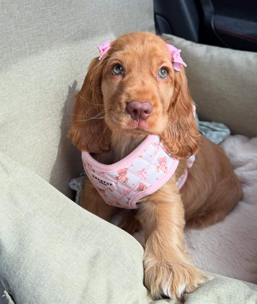 🐶❤️🐶 How To Tell You're Your Dog's Favorite Person 🐶❤️🐶 