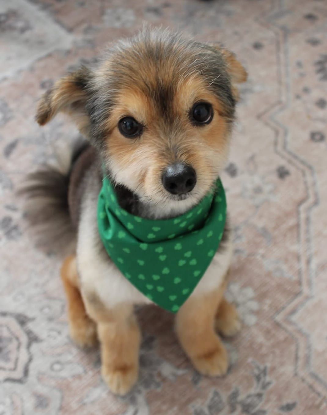 🐶❤️🐶 Is It Safe For Pups to Play In Puddles? 🐶❤️🐶