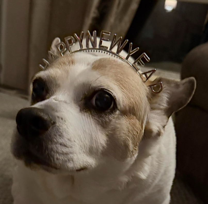 🐶❤️🐶 Why pet-safe salt is a winter necessity  🐶❤️🐶  