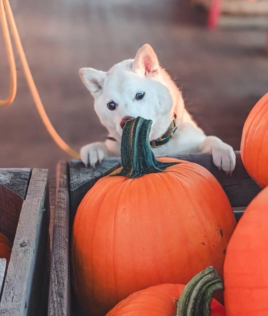 🐶❤️🐶 Why does my dog sniff everything? 🐶❤️🐶