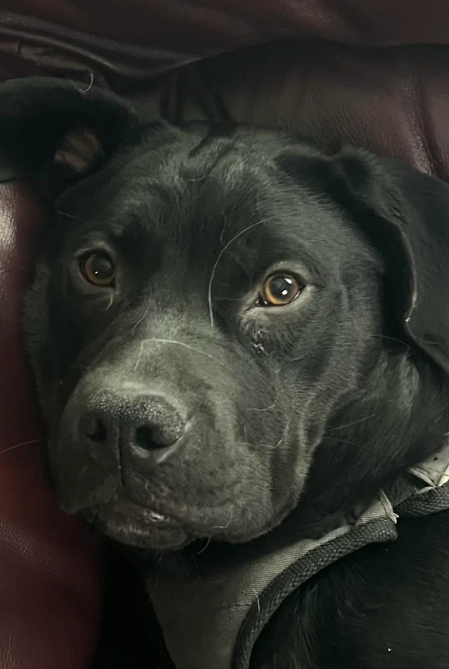 🐶❤️🐶 Can dogs sense bad people? 🐶❤️🐶