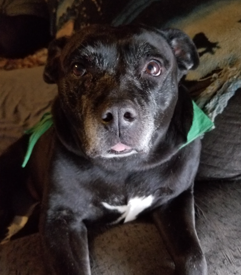 🐶❤️🐶 Why do dogs go crazy after bathtime?🐶❤️🐶