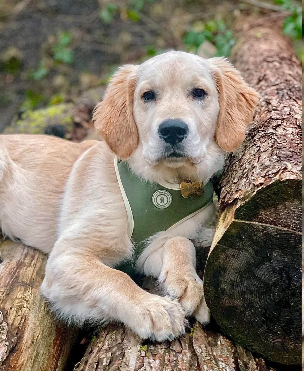 🐶❤️🐶 Why do dogs pee in the house without asking to go out? 🐶❤️🐶 