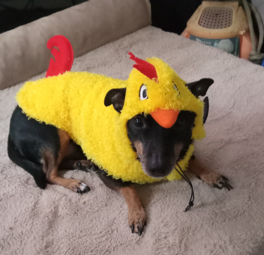 🐶❤️🐶 Happy HOWLoween and preparing your dog for daylight savings 🐶❤️🐶