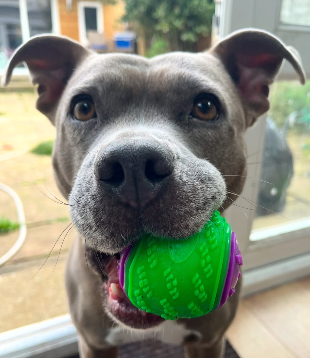 🐶❤️🐶 How can I prevent my dog from getting fleas and ticks? 🐶❤️🐶 