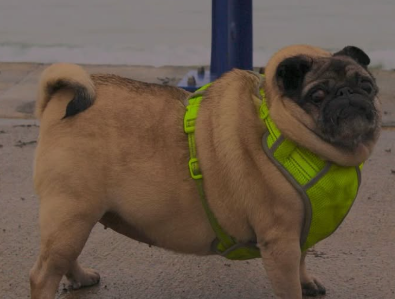 🐶❤️🐶 What are the best dog breeds for first-time owners? 🐶❤️🐶  