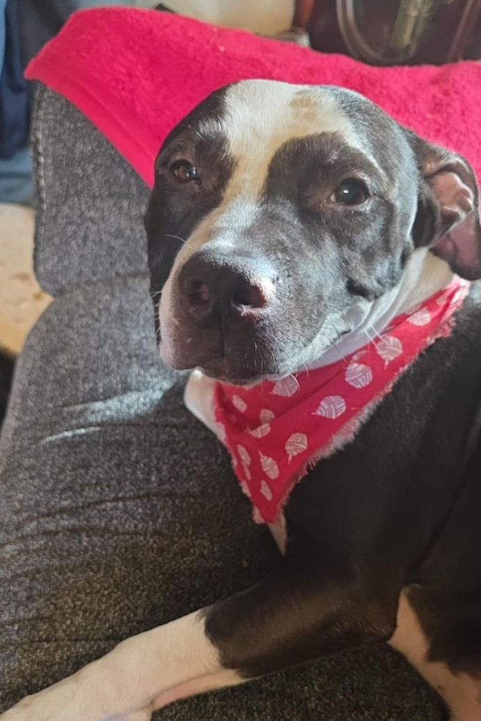 🐶❤️🐶 What is a snood for dogs? 🐶❤️🐶