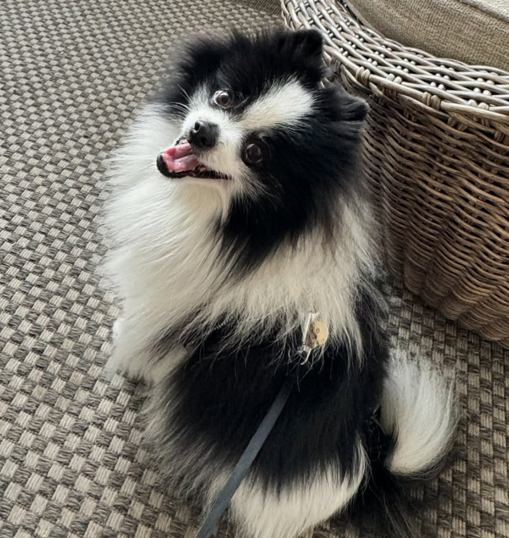 🐶❤️🐶 We're Donating Thousands of Dollars Worth of Pet Food! 🐶❤️🐶 