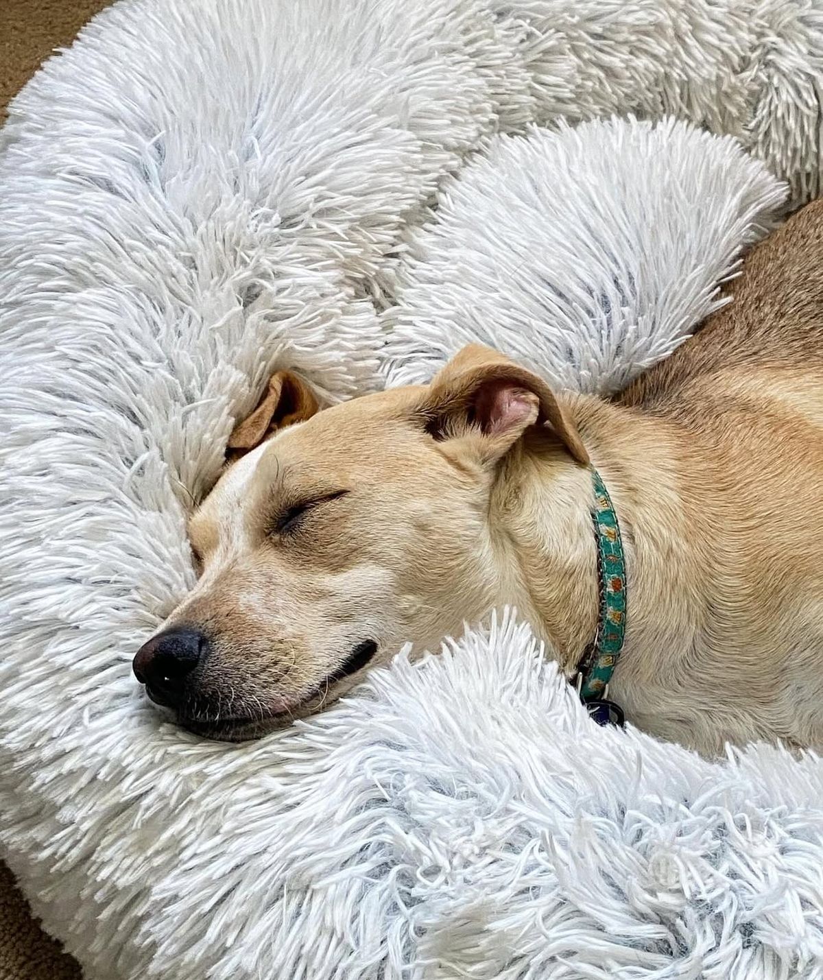 🐶❤️🐶 What are the signs of dog sundowning? 🐶❤️🐶