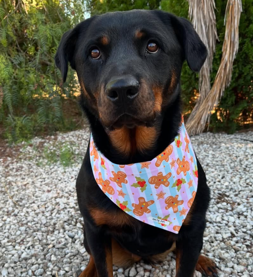 🐶❤️🐶 Why do dogs growl when they want attention? 🐶❤️🐶  