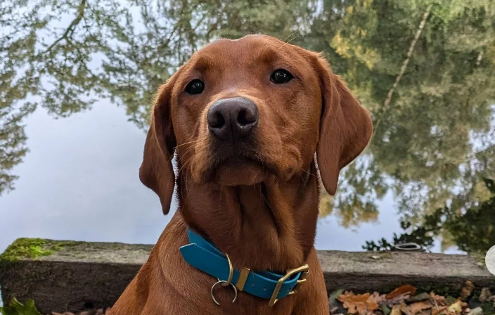 🐶❤️🐶 Is our dog of the day the real Scooby Doo?! 🐶❤️🐶 