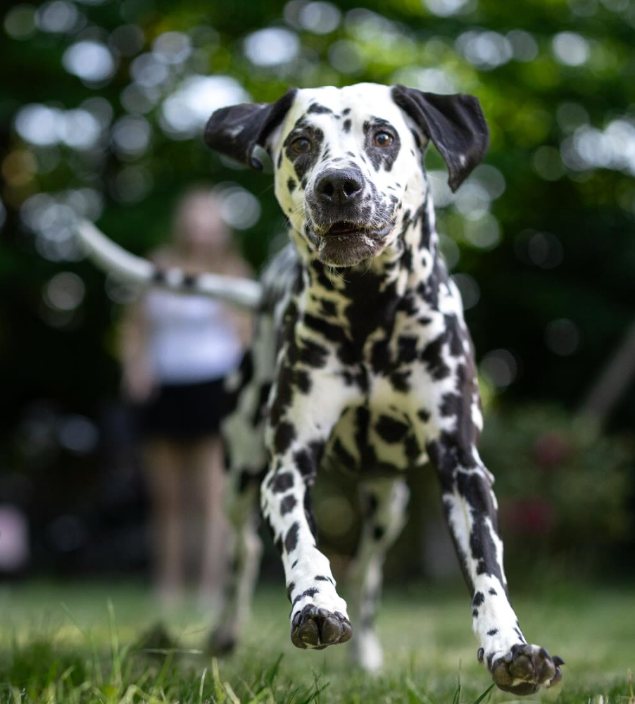 🐶❤️🐶 Why are Dalmatians considered firehouse dogs? 🐶❤️🐶