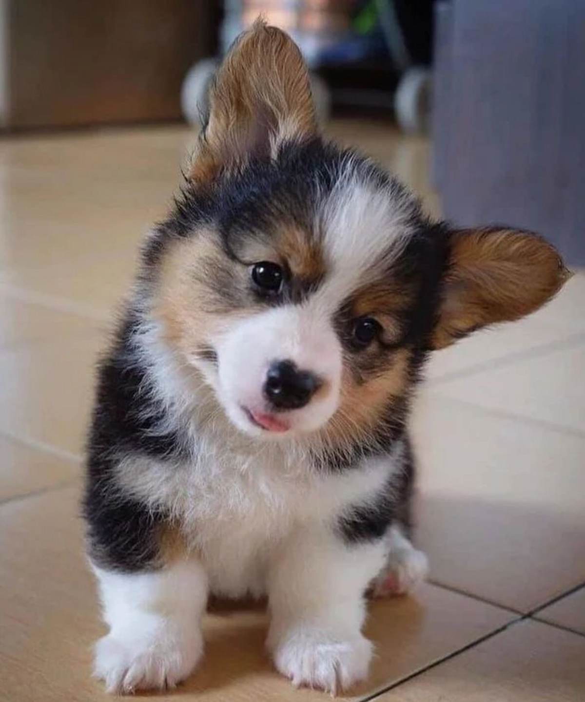 🐶❤️🐶 This pup says love from nose to toes! 🐶❤️🐶 