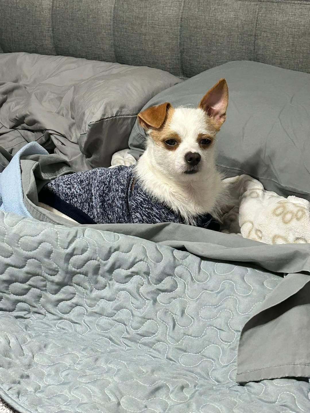 🐶❤️🐶 How to help dry doggie paws 🐶❤️🐶 