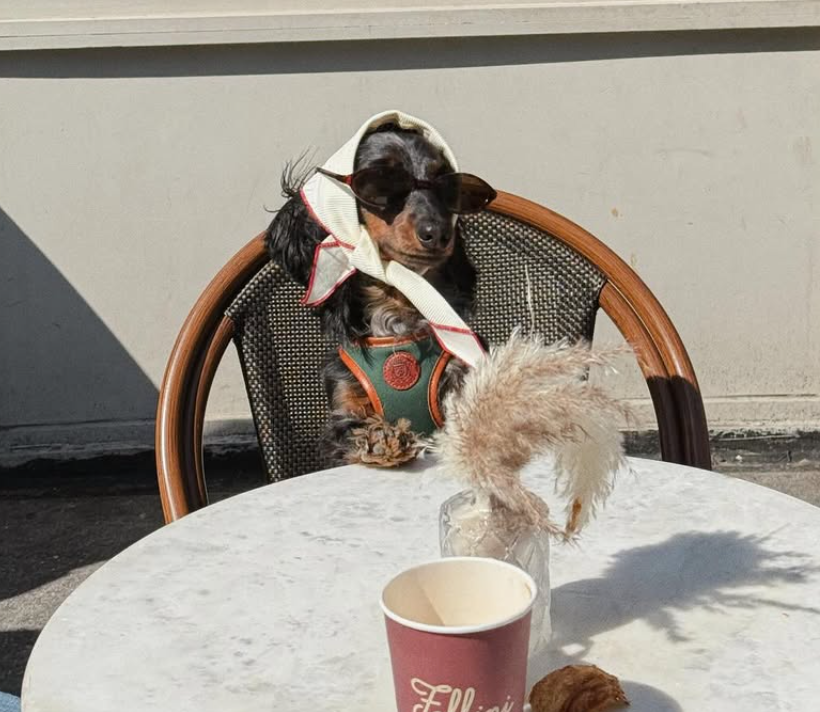 🐶❤️🐶 Why does my dog jump on people? 🐶❤️🐶