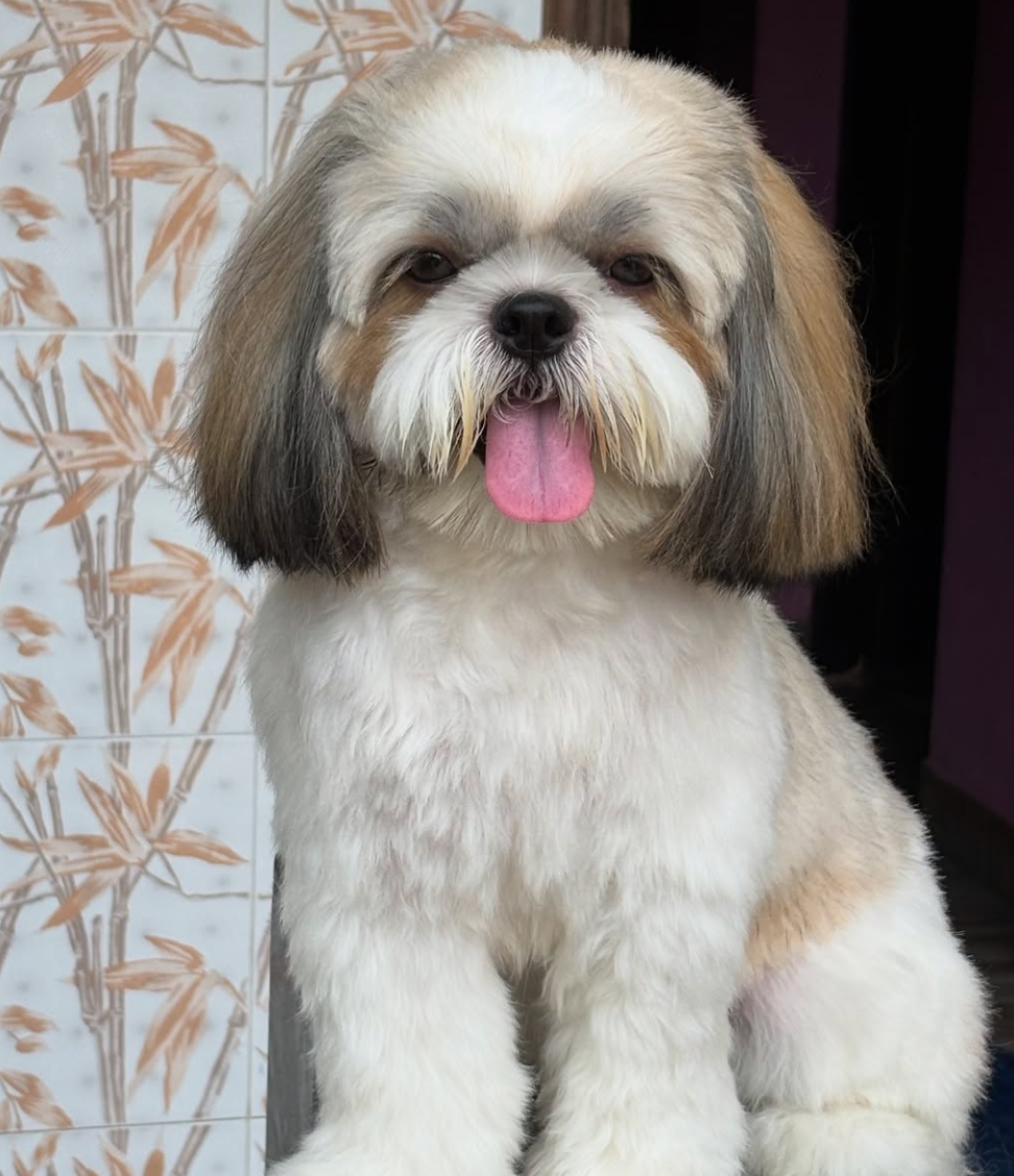 🐶❤️🐶 Why do dogs sit on our feet? 🐶❤️🐶 