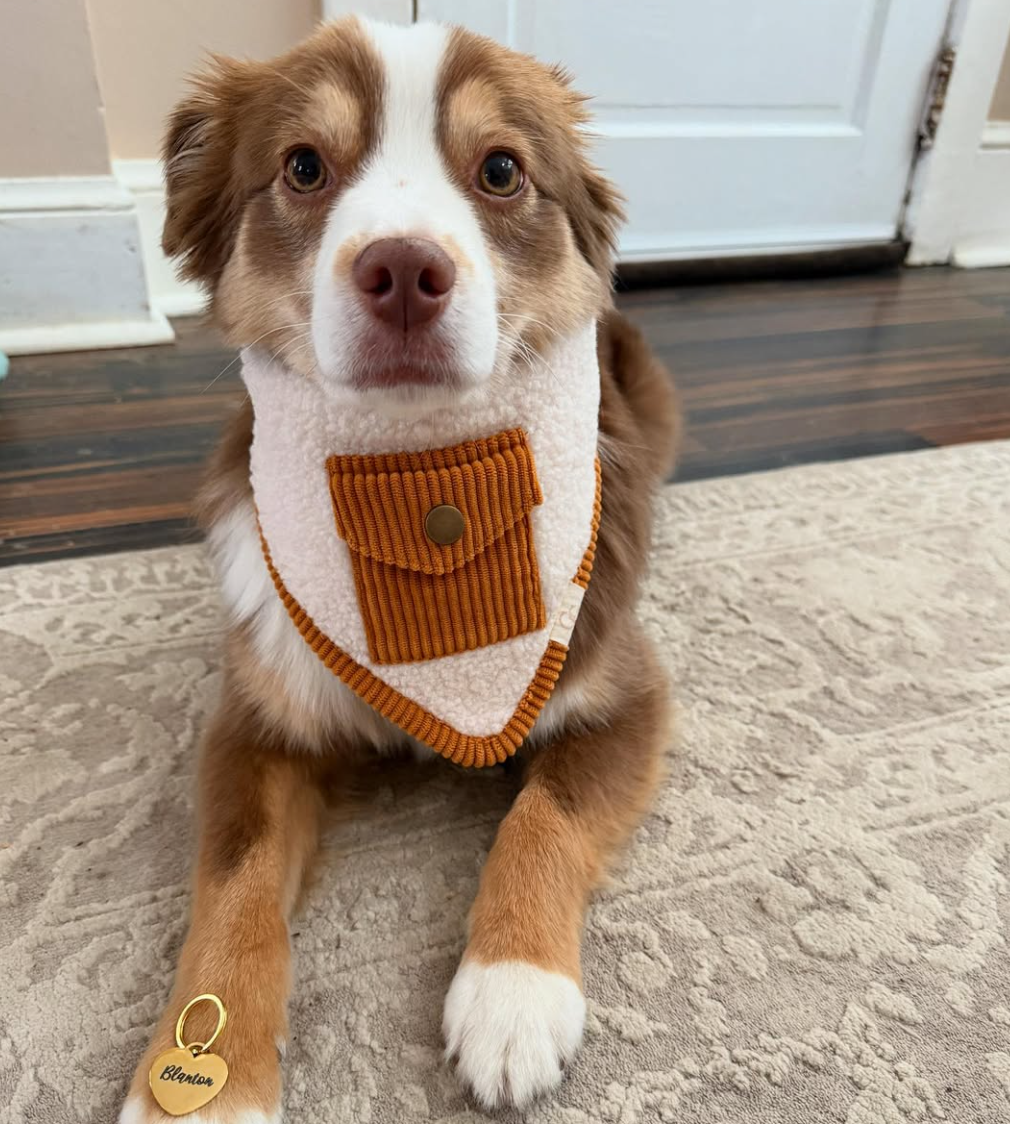 🐶❤️🐶 Why do dogs reverse sneeze? 🐶❤️🐶