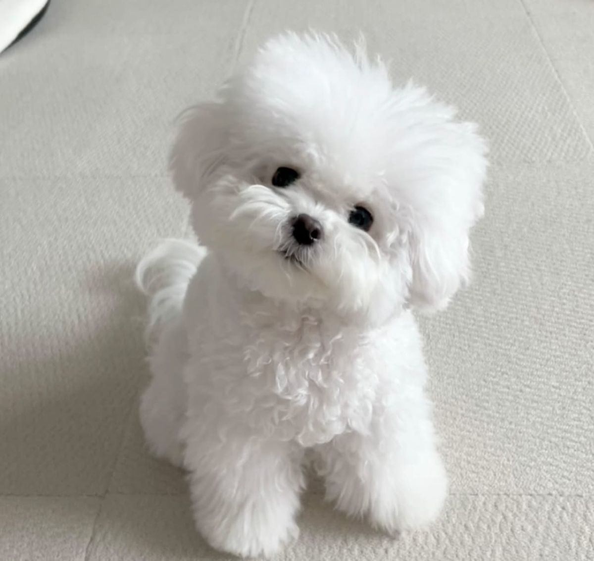 🐶❤️🐶 Why Do Dogs Paw At Us? 🐶❤️🐶