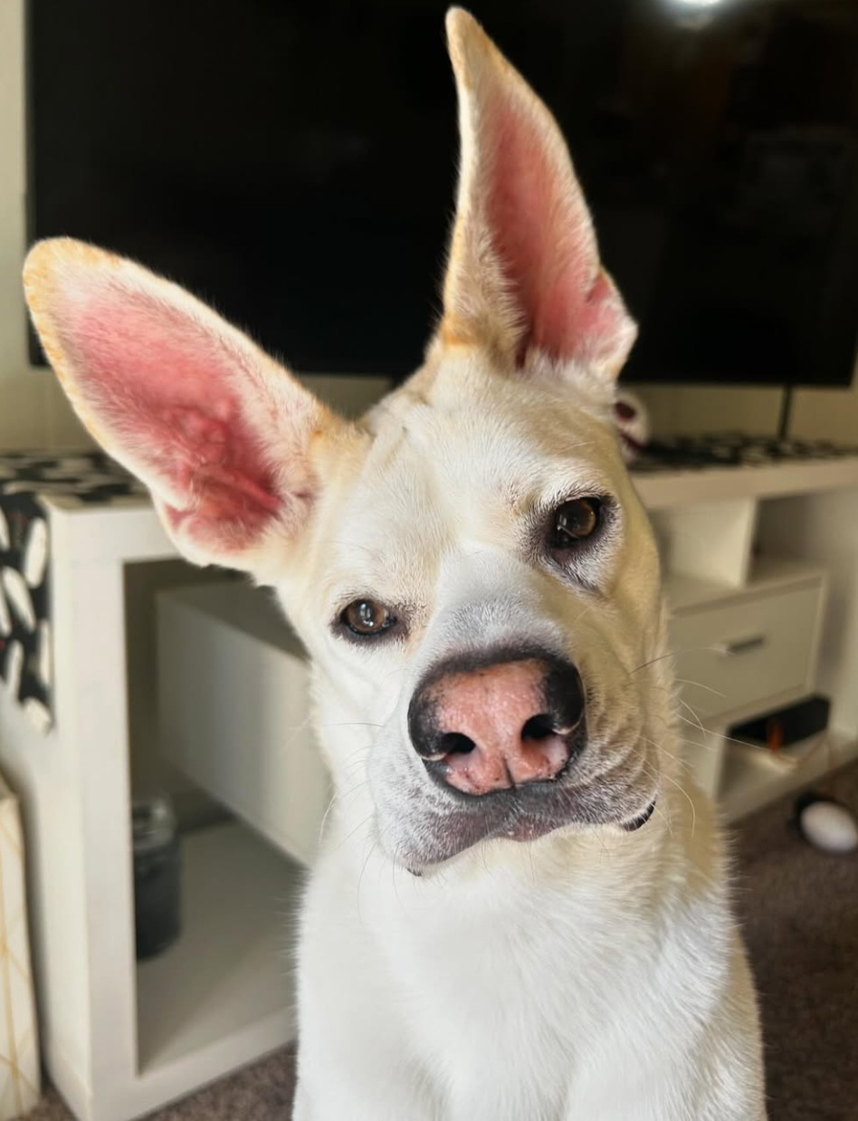 🐶❤️🐶 Understanding Dog Body Language 🐶❤️🐶