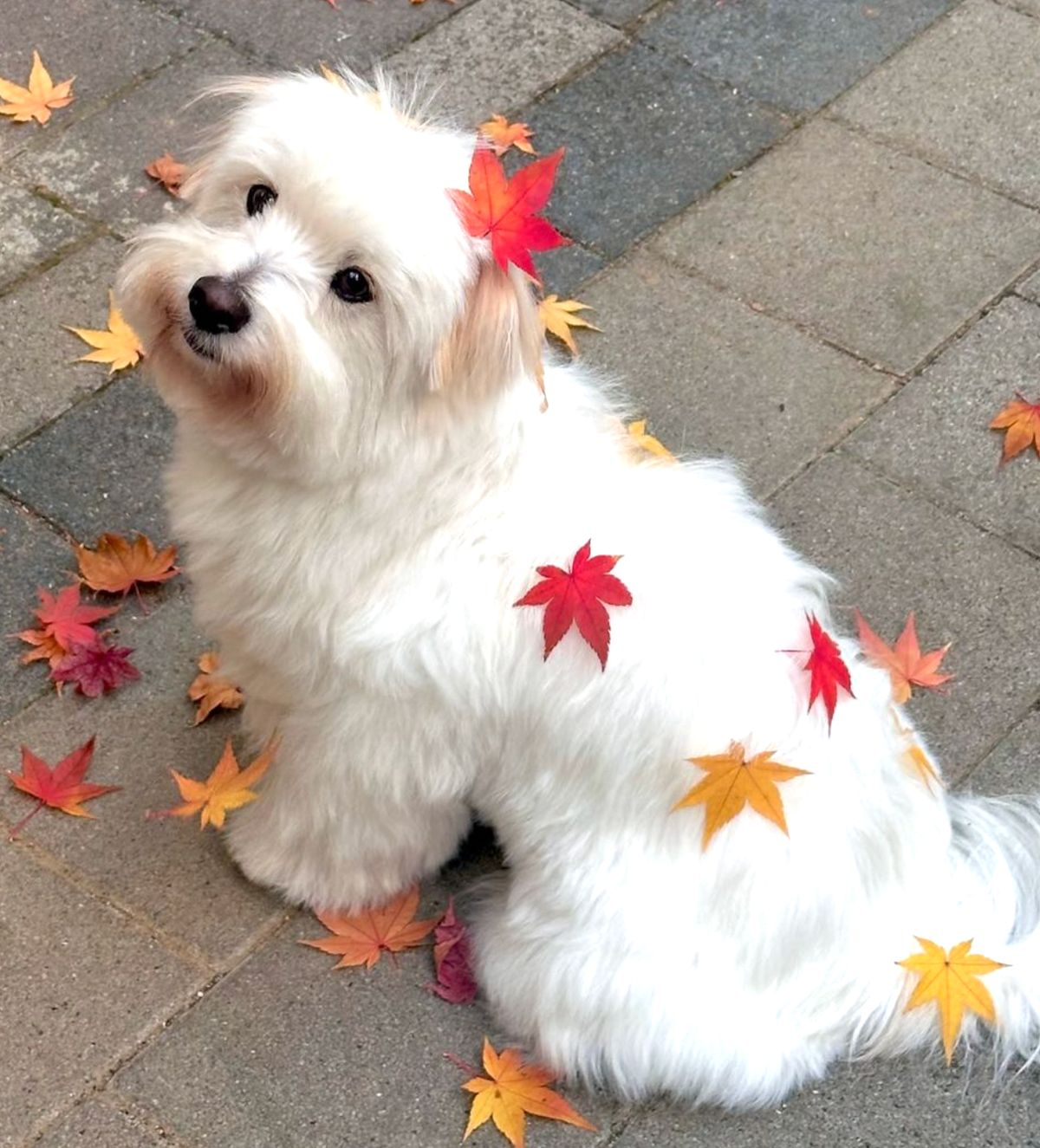 🐶❤️🐶 This pup is adorable! 🐶❤️🐶 