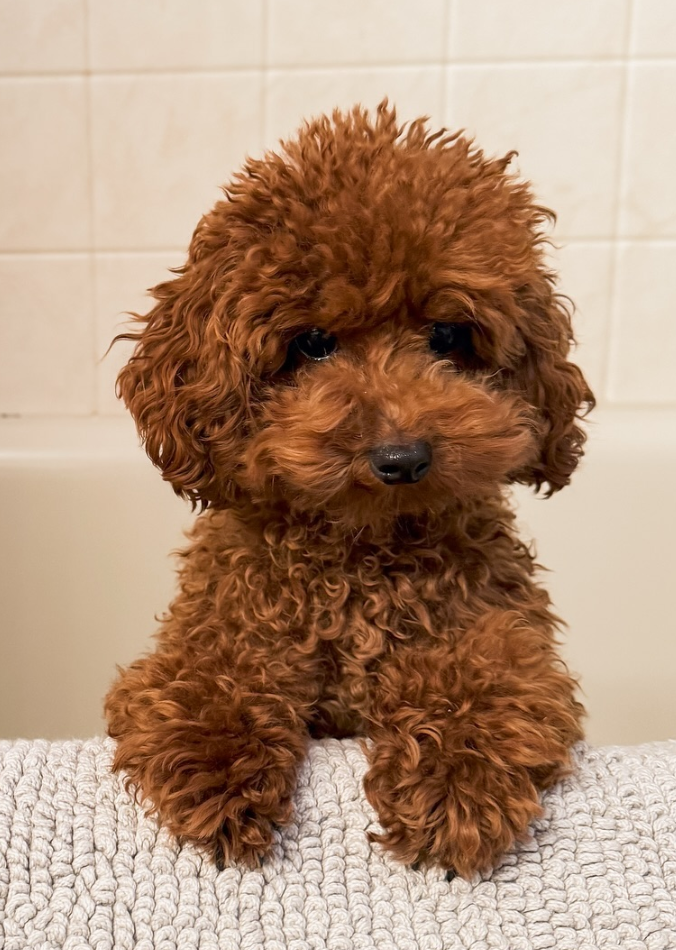 🐶❤️🐶 How do I make my home dog-proof? 🐶❤️🐶 