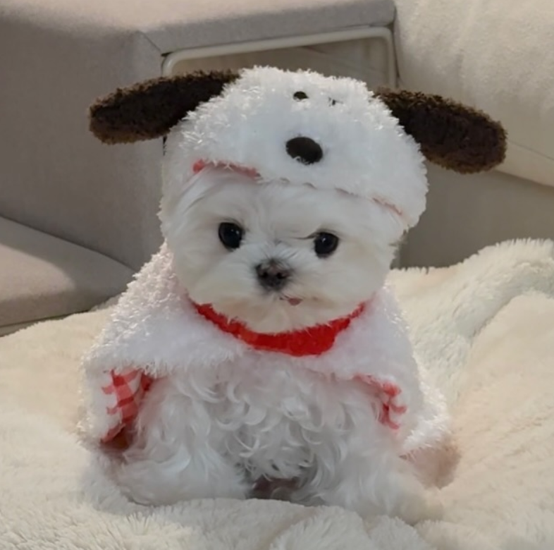 🐶❤️🐶 What is the proper way to clean my dog's paws? 🐶❤️🐶 