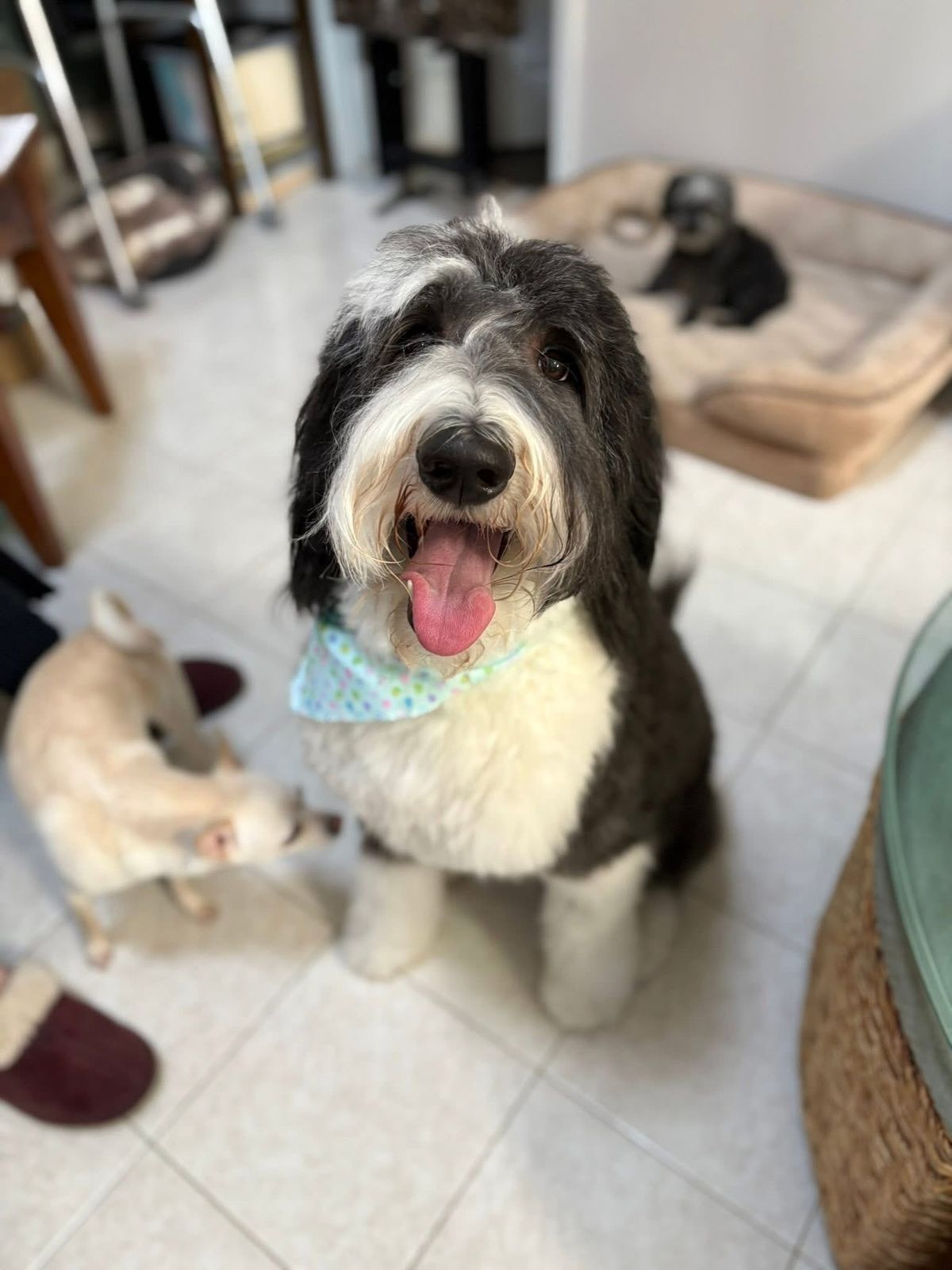 🐶❤️🐶 Can our pups catch our illnesses?  🐶❤️🐶