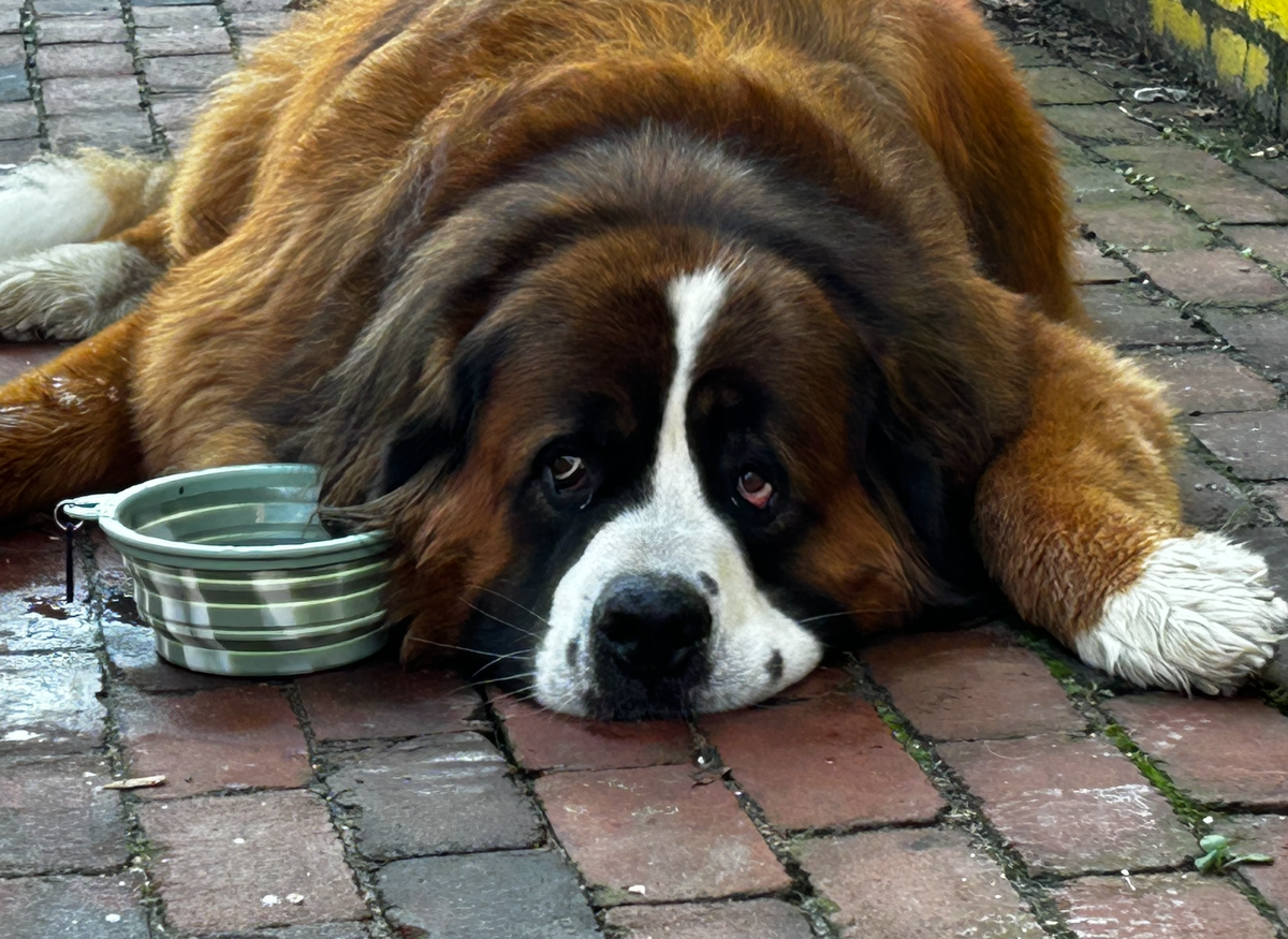 🐶❤️🐶 Why do little dogs shake so much? 🐶❤️🐶 