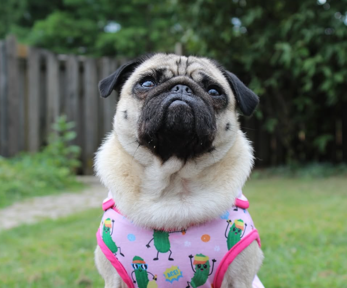 🐶❤️🐶 Why do dogs have dew claws? 🐶❤️🐶