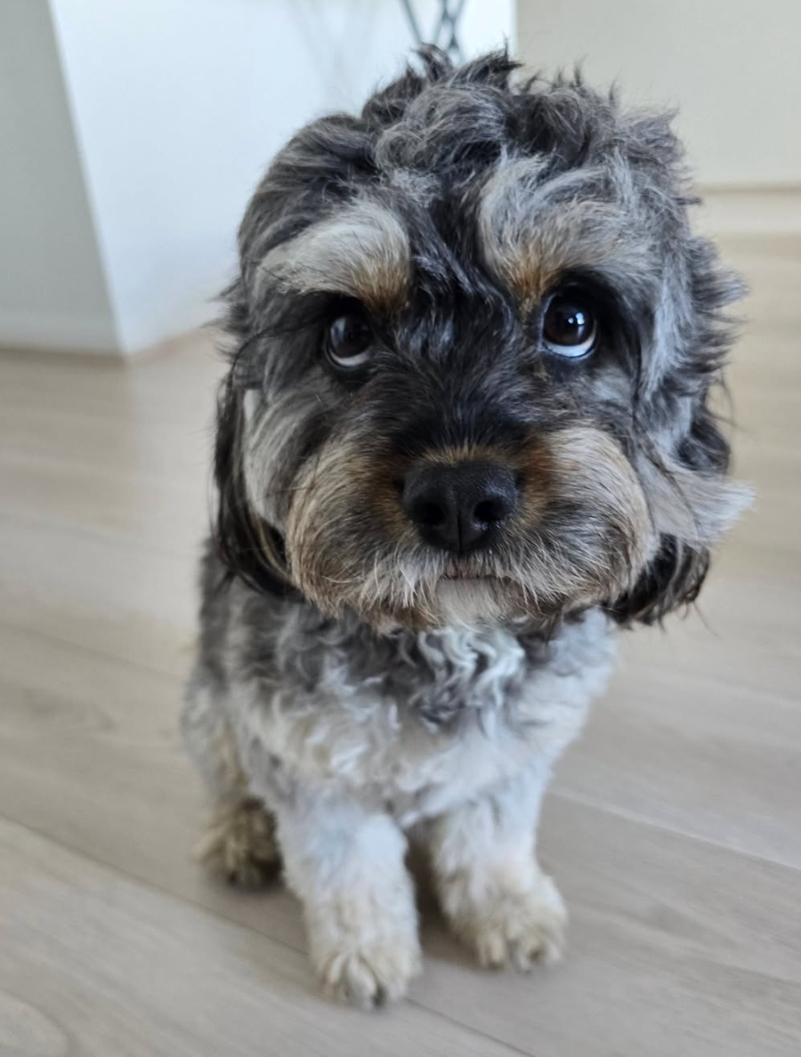 🐶❤️🐶 How do dogs know when we're going to leave the house? 🐶❤️🐶 