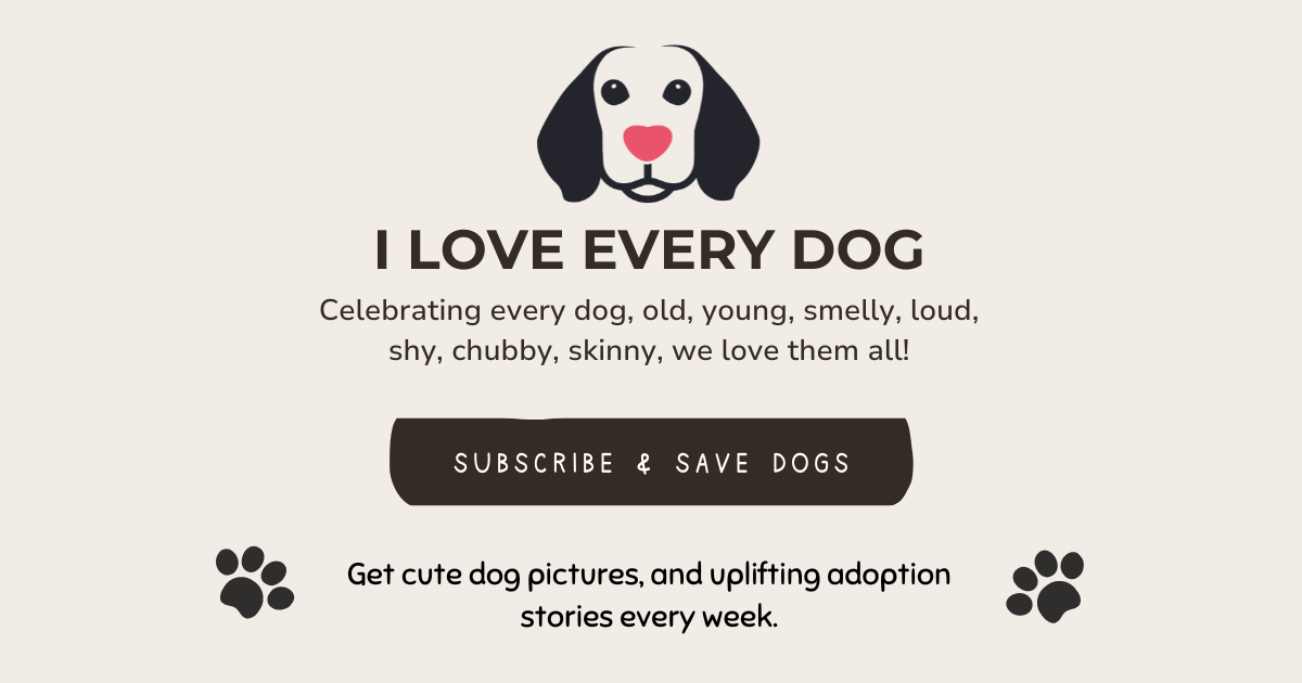 🐶❤️🐶 It's a Staffy party! 🐶❤️🐶 